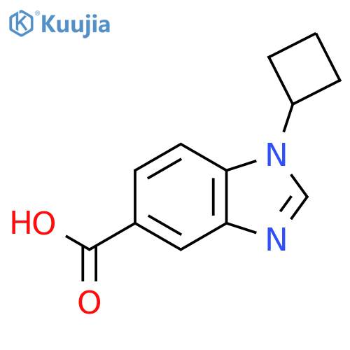 1-cyclobutyl-1H-1,3-benzodiazole-5-carboxylic acid structure