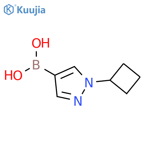 (1-Cyclobutylpyrazol-4-yl)boronic acid structure