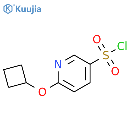 6-cyclobutoxypyridine-3-sulfonyl chloride structure