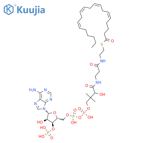 Coenzyme A, S-(5Z,8Z,11Z,14Z)-5,8,11,14-eicosatetraenoate structure