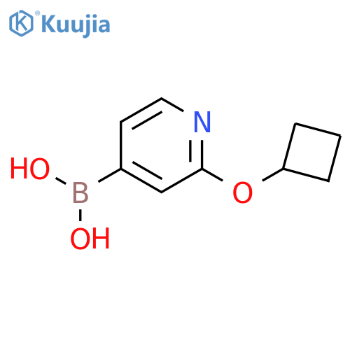 2-(Cyclobutoxy)pyridine-4-boronic acid structure